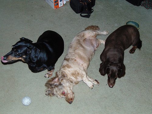 How to Handle Tenants with Pets